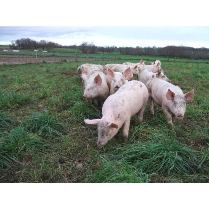 Rillettes de porc